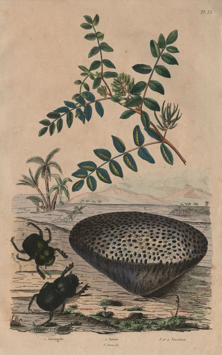 Astragalus (milkvetch). Astrea coral. Ateuchus (scarab beetle) 1833 old print